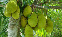 jackfruits 